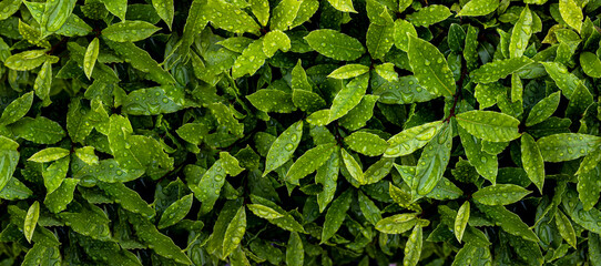 Green leaves after rain with water droplets. Many green leaves with dew drops. Banner, Flat lay, top view,