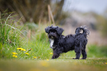 Wall Mural - cute little black bolonka looks at camera