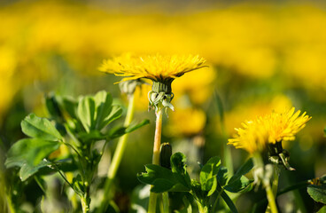 Poster - yellow dandelions in a meadow