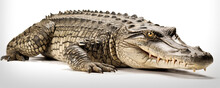 Crocodile With White Background