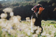 © simona - One man opening arms and love nature park standing in the middle of a white blossom flowers outstretching arm and enjoying freedom and happiness emotion. Mindful and travel destination people outdoor
