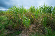Sugar cane field with blue sky background