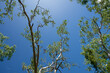 Gum Tree Cannopy and branches against blue sky