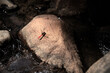 Red dragonfly on a rock in the creek with copy space