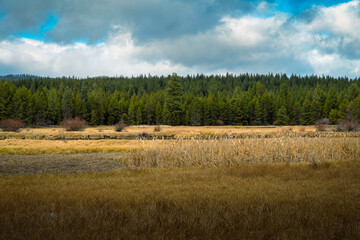 Wall Mural - 2021-11-20 VALLEY NEAR SUN RIVER OREGON WITH LIGHT COLORED GRASS THE DESCHUTE RIVER AND A LINE OF GREEN EVERGEEN TREES AND A CLOUDY SKY