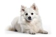 © Anastasiia - American Eskimo Dog Dog Puppy On White Background, Full Body. Generative AI