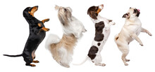 Funny Photo Of Dogs On White Background Dancing Dachshund, Shih Tzu And Pug