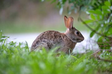 Wall Mural - Grey small hare eating grass on summer field. Wild rabbit in nature