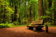 A Bench In The Redwoods