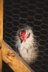 Wall Mural - Chickens on a small farm in the country. Small scale poultry farming in Ontario, Canada.