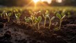 The seedlings grow from fertile soil and the morning. Generative ai