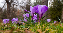 Purple Crocuses - Spring Flowers In The Meadow - Trees In The Background