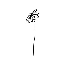 Chamomile Or Daisy Flower Drawn In One Line. Sketch. Continuous Line Drawing Botanical Art. Vector Illustration In Doodle Style.