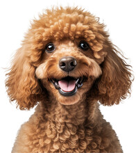 Brown, Tan Miniature Poodle Portrait, Happy And Smiling With A Transparent Background. 