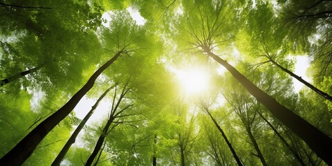 sun rays in the forest
