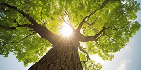 tree in the forest
