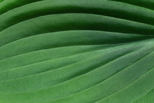 Large Green Hosta Leaf Closeup, Texture, Natural Green Background