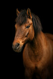 Fototapeta Konie - Elegant portrait of a bay brown huzule pony on dark background. Black shot