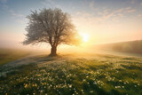 Fototapeta Na sufit - Amazing natural landscape with single tree and white wild growing daffodils in morning dew at sunrise.