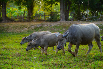 Wall Mural - Strong Thai buffalo in  natural field.