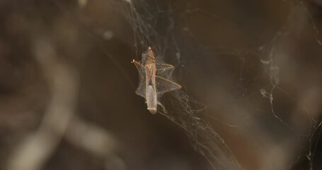 Dead Mosquito Body Macro shot