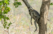 Hanuman Langur Monkey Sleeping On A Tree Branch