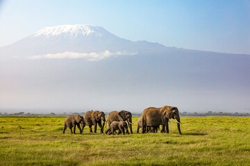 mount kilimanjaro with a herd of elephants walking across the foreground. amboseli national park, ke