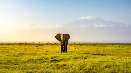 Mount Kilimanjaro with an elephant walking across the foreground. Amboseli national park, Kenya.