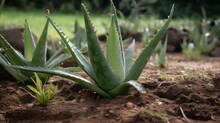 Aloe Vera Plant . Generative AI