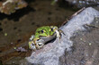 Pond frog
