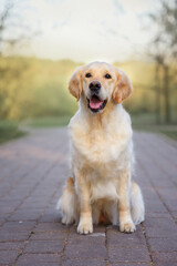 Wall Mural - dog golden retriever in the spring in nature in the park