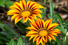 Close Up Of Two Yellow And Orange Striped Ganzania Flowers