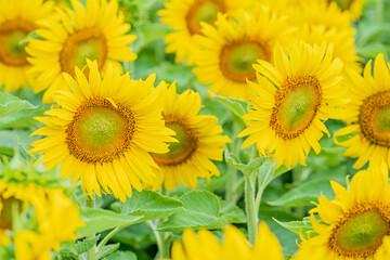  Beautiful sunflower on Blur background. Yellow Flowers. Sunflower blooming.