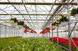 Inside a flower greenhouse, floral business, floriculture industry