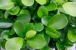 Green texture of ficus leaves