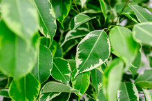 Green Texture Of Ficus Leaves