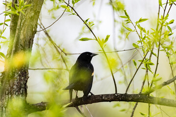 Wall Mural - bird on the branch