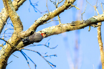 Sticker - woodpecker on a branch