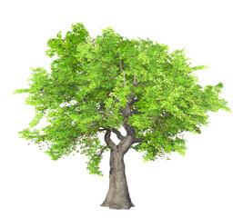 Wall Mural - green tree isolated on transparent background, 3d illustration, png