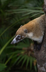 Wall Mural - white-nosed coati