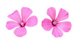 Fototapeta  - Set of pink flowers of lavatera isolated on white or transparent background
