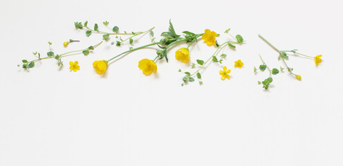 Wall Mural - yellow wild  flowers  on white background