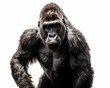photo of gorilla isolated on white background. Generative AI