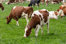 Livestock Dutch Cows Graze In The Meadow In Springtime   