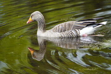 Wall Mural - Greylag Goose (Anser anser) swimming on a pond. Hanover, Germany.