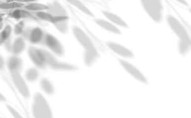 Leinwandbilder - Leaves shadow overlay, isolated Branches leaf
