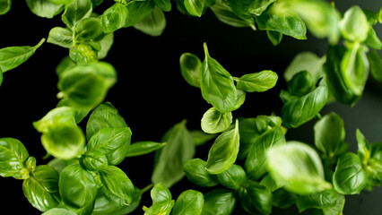 Falling basil leaves, isolated on black background.