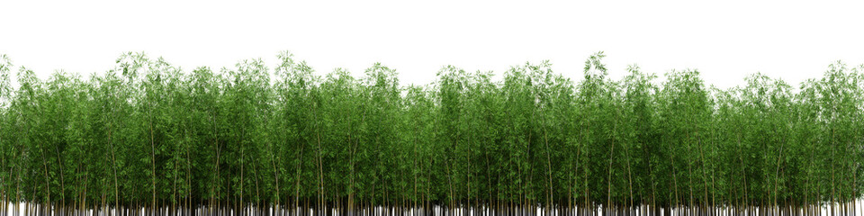  Evergreen bamboo Tree in nature, Trees on garden in summer, Tropical forest isolated on transparent background - PNG file, 3D rendering illustration for create and design or etc