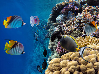Wall Mural - Photo of a coral colony on a reef top, Red Sea, Egypt