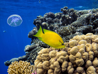 Wall Mural - Photo of a coral colony on a reef top, Red Sea, Egypt